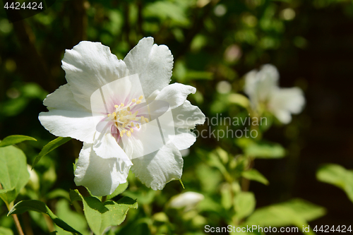 Image of White philadelphus flower against green background