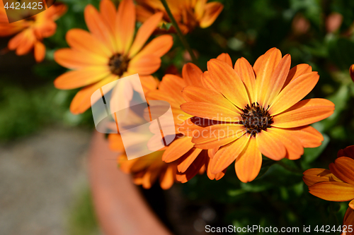 Image of Orange African daisies