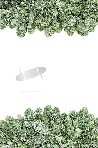 Image of Winter Spruce Pine Background Border