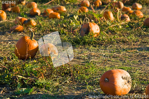 Image of Pumpkin patch