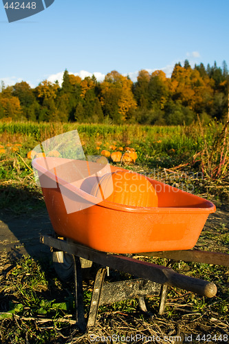 Image of Pumpkin patch