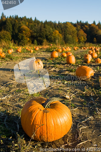 Image of Pumpkin patch