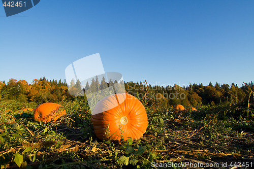 Image of Pumpkin patch