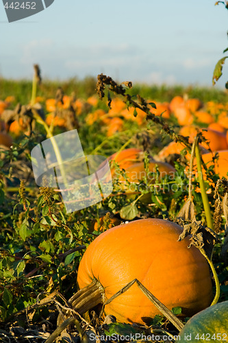 Image of Pumpkin patch
