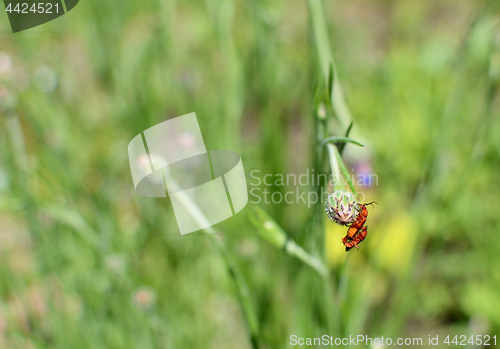 Image of Two soldier beetles on a cornflower bud