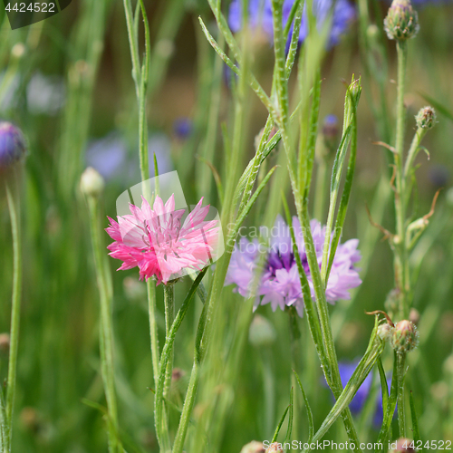 Image of Bright pink cornflower among other flowers