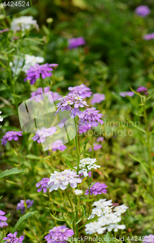 Image of Mauve candytuft flowers among pretty blooms