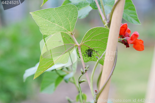 Image of Blackfly aphids on a runner bean leaf