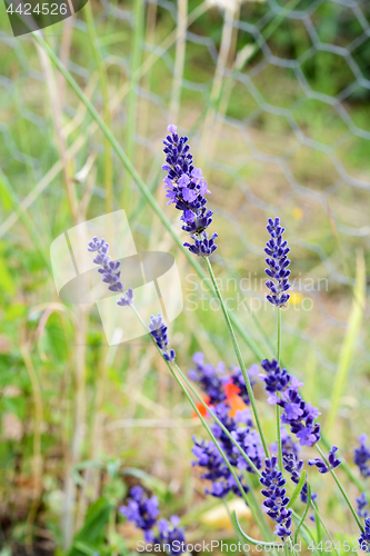 Image of Sprigs of lavender flowers