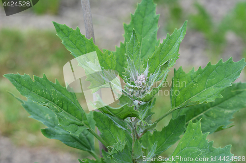 Image of Growing quinoa plant with green leaves