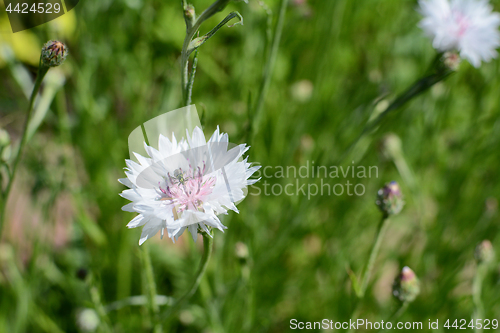 Image of Green flower beetle on a white cornflower