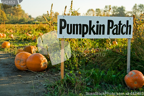 Image of Pumpkin patch