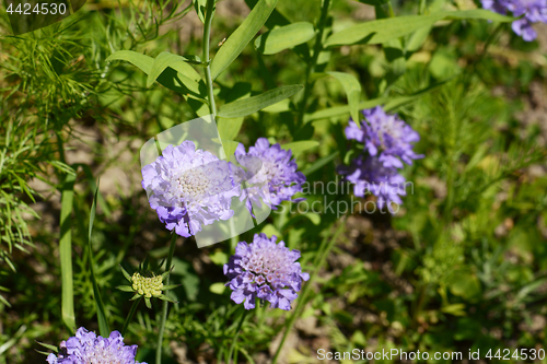 Image of Purple scabious flowers