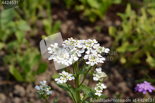 Image of White candytuft flowers