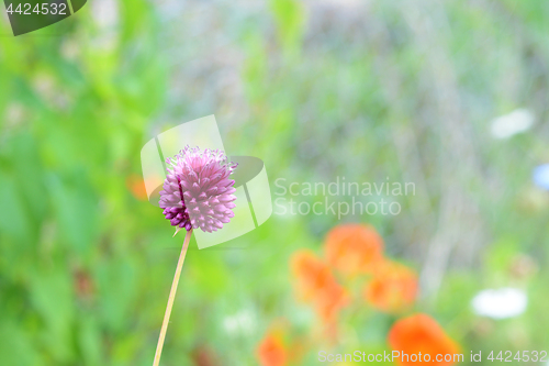 Image of Round purple allium flower