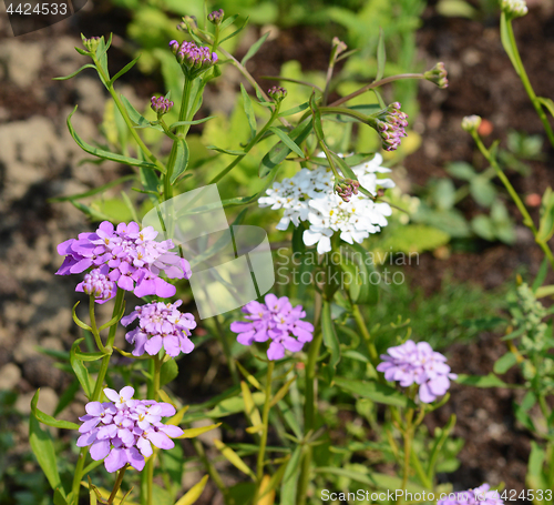 Image of Purple and white candytuft flowers