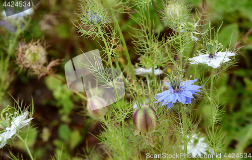 Image of Blue nigella flower among white flowers and seed pods