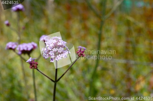 Image of Stalk of verbena with small lilac flowers