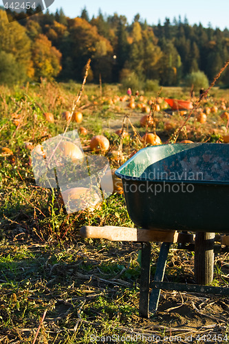 Image of Pumpkin patch