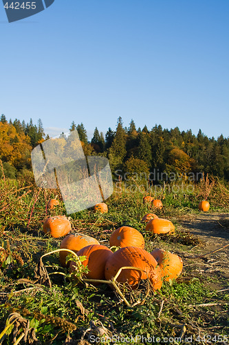 Image of Pumpkin patch