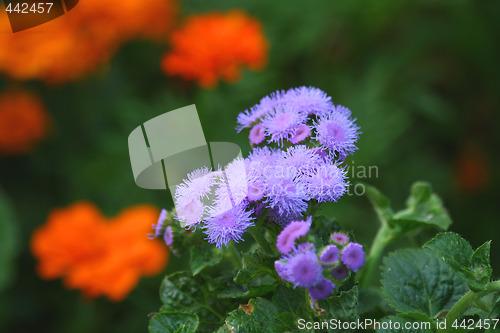 Image of Ageratum
