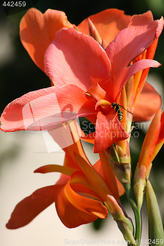 Image of Bee pollinating scarlet lily.