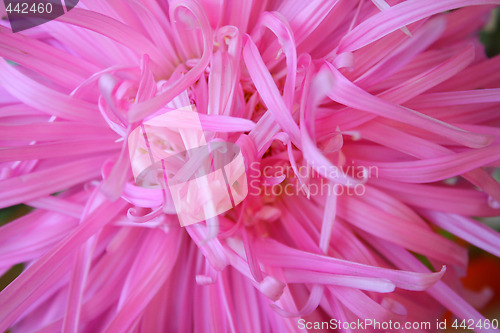 Image of Aster