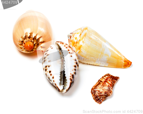 Image of Various of exotic seashells on white