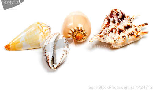 Image of various of exotic seashells on white