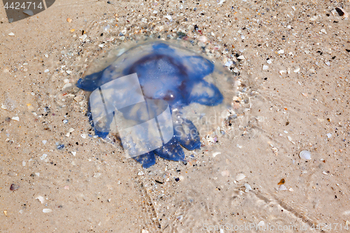 Image of Jellyfish on sand in sea shore at sun summer day