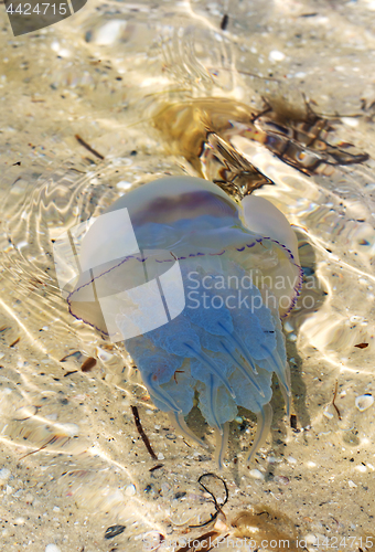 Image of Jellyfish (Rhizostomae) in sea