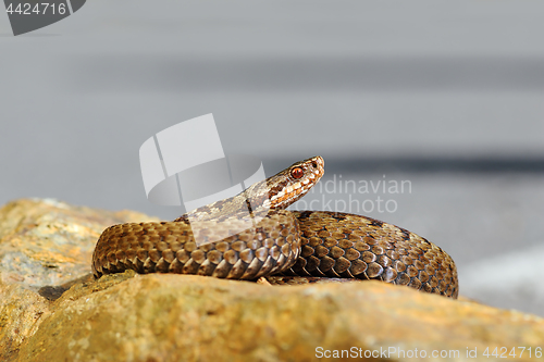 Image of beautiful common european viper basking on stone