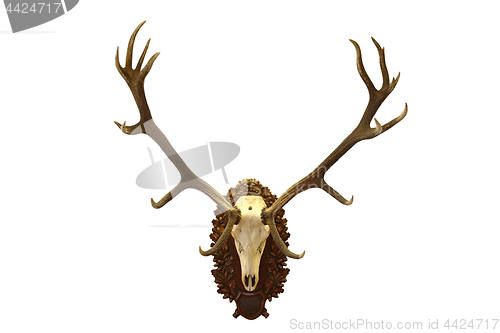 Image of beautiful red deer  hunting trophy