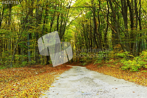 Image of road in the woods