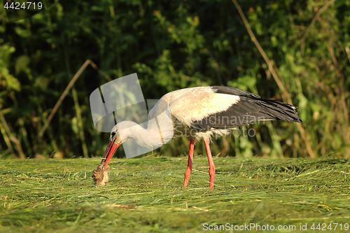 Image of white stork eating from dead roe deer