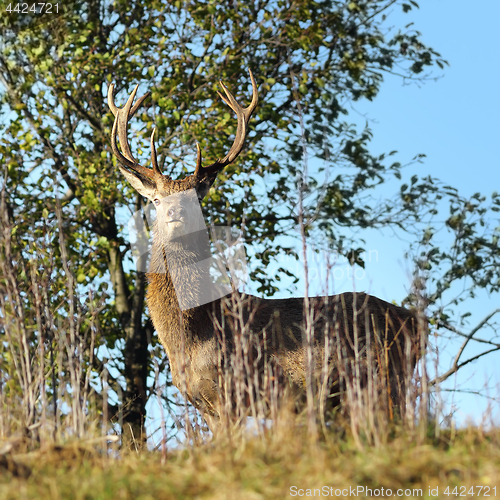 Image of wild red deer stag looking towards the camera