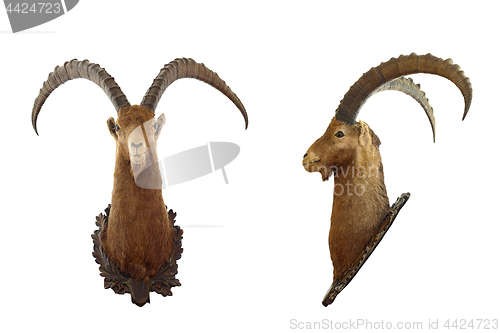 Image of isolated alpine ibex hunting trophy