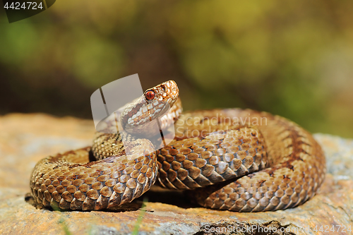 Image of european crossed viper on rock