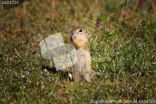 Image of cute ground squirrel in natural habitat