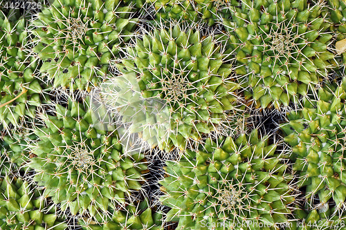 Image of textured cactus spines