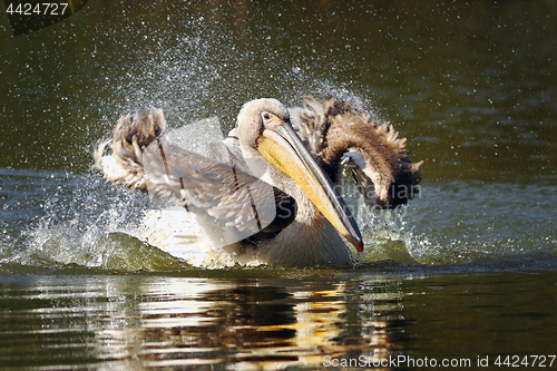 Image of young pelican splashing water on pond surface