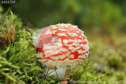 Image of colorful fly amanita