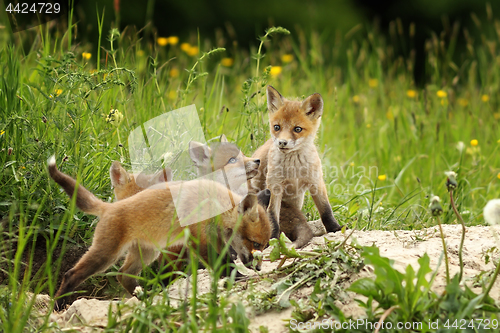 Image of cute fox brothers  the burrow