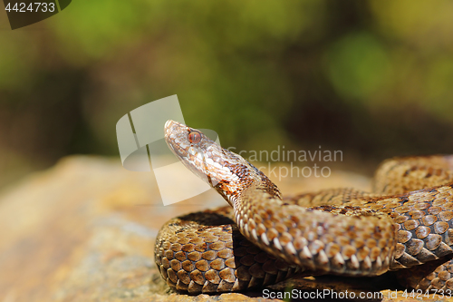 Image of closeup of female common crossed adder 