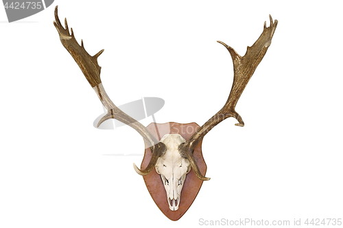 Image of majestic fallow deer hunting trophy over white