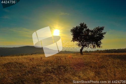 Image of lonely tree at dawn