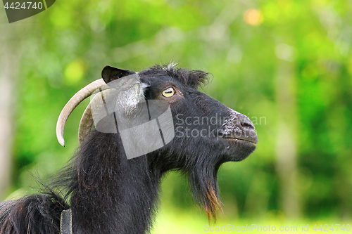 Image of black bearded ram