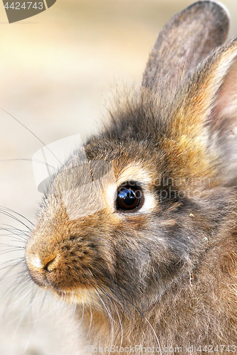 Image of cute portrait of a rabbit