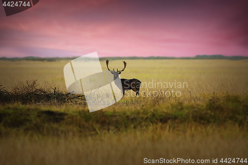 Image of fallow deer on meadow at dawn