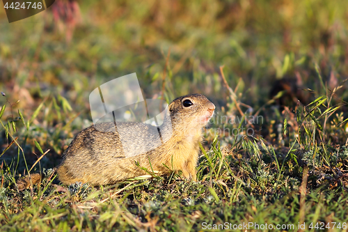 Image of ground squirrel in natural habitat